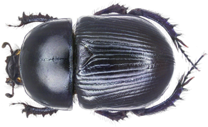 Geotrupes spiniger (Marsham, 1802) male (3937033645).jpg © Udo Schmidt from Deutschland