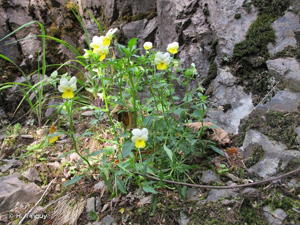 <i>Viola tricolor </i>subsp.<i> saxatilis</i> (F.W.Schmidt) Arcang., 1882 © H. Tinguy