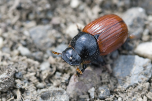 Aphodius fimetarius1.jpg © www.invertebradosdehuesca.com