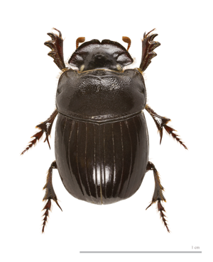 Copris lunaris. MHNT.jpg © Didier Descouens