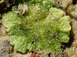 <i>Riccia cavernosa</i> Hoffm. emend. Raddi, 1796 © H. TINGUY