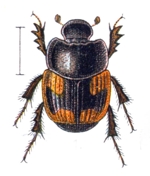 Caccobius schreberi - Reitter.jpg © Commons