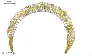 <i>Paraleucobryum longifolium</i> (Ehrh. ex Hedw.) Loeske, 1908 © H. TINGUY