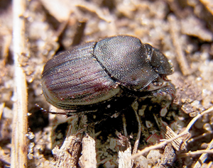 Onthophagus (Palaeonthophagus) verticicornis up.jpg © Siga