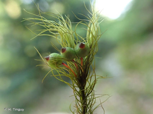 <i>Bartramia halleriana</i> Hedw., 1801 © H. Tinguy