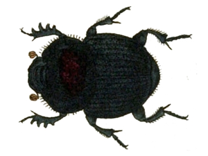 Onthophagus ovatus.jpg © Faunae Insektorm Germanica Initia. Deutschlands Insekten. Teil 3.