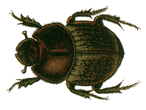 Onthophagus fracticornis.png © Jacobs30.jpg: see in description derivative work: Frédéric (talk)