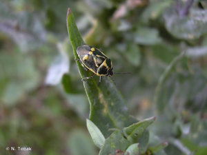 <i>Eurydema oleracea</i> (Linnaeus, 1758) © N. Tobak