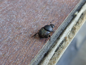 Onthophagus vacca 01.JPG © AfroBrazilian