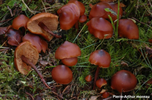 <i>Phaeocollybia jennyae</i> (P.Karst.) Heim © PA. Moreau