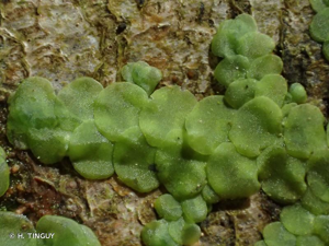 <i>Radula complanata</i> (L.) Dumort., 1831 © H. TINGUY