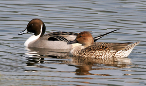 Northern Pintails (Male & Female) I IMG 0911.jpg © J.M.Garg
