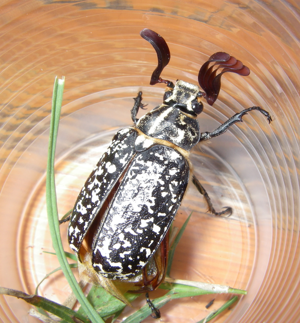 Polyphylla fullo.jpg © Francesco Bellamoli