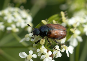 Phyllopertha horticola on Aegopodium podagraria.jpg © Hans Hillewaert