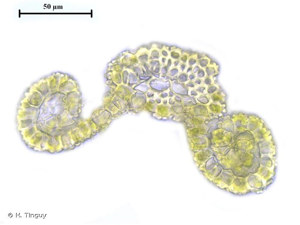 <i>Pseudocrossidium revolutum</i> (Brid.) R.H.Zander, 1979 © H. Tinguy