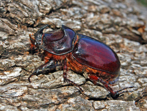 Dynastinae - Oryctes nasicornis-002.JPG © Hectonichus