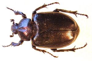Osmoderma eremita female.jpg © Siga