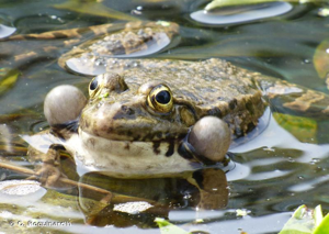 <i>Pelophylax ridibundus</i> (Pallas, 1771) © O. Roquinarc'h