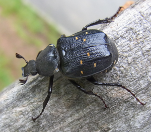 Gnorimus variabilis natur2.jpg © Siga