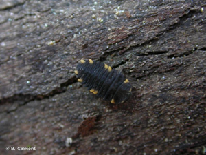 <i>Endomychus coccineus</i> (Linnaeus, 1758) © B. Calmont