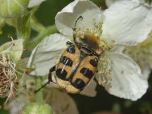 Scarabaeidae - Trichius rosaceus.JPG © Hectonichus