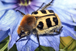 Trichius zonatus.jpg © GabrielBuissart