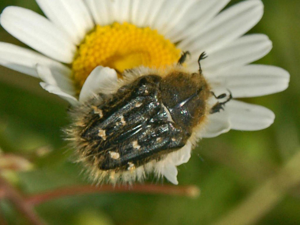 Scarabeidae - Tropinota squalida.JPG © Hectonichus