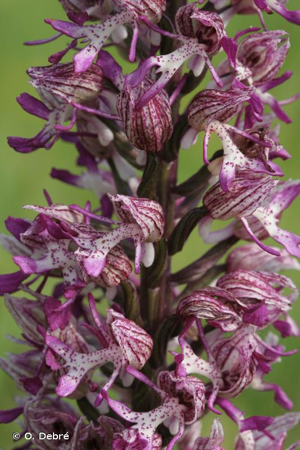 <i>Orchis </i>x<i> hybrida</i> Boenn. ex Rchb., 1830 © O. Debré