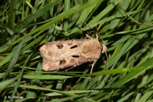 <i>Agrotis exclamationis</i> (Linnaeus, 1758) © N. Tobak