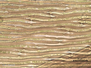 <i>Scorpidium revolvens</i> (Sw. ex anon.) Rubers © H. TINGUY