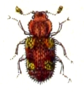 Coxelus.pictus.-.calwer.14.24.jpg © Commons