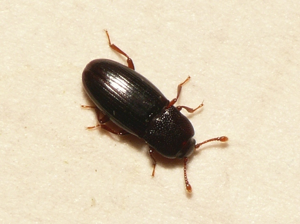 Cerylon histeroides.jpg © Commons