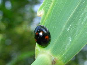 Exochomus quadripustulatus.jpg © Anevrisme