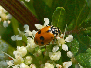 Coccinellidae - Hippodamia variegata-2.JPG © Hectonichus