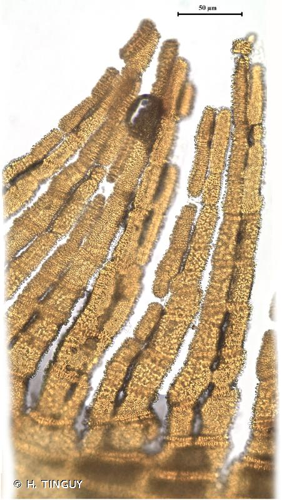 <i>Tortula lindbergii</i> Broth., 1892 © H. TINGUY