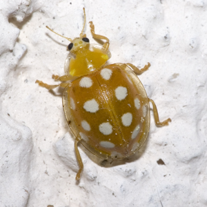 Halyzia.sedecimguttata.7159.jpg © Commons