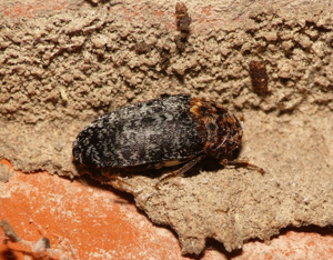 Dermestes undulatus.jpg © Commons