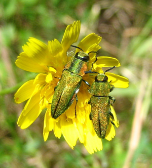 Anthaxia hungarica parella.JPG © Xvazquez