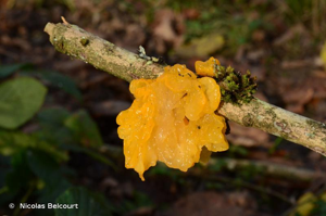 <i>Tremella mesenterica</i> Retz. : Fr. © Nicolas Belcourt