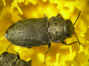 Anthaxia quadripunctata with hieracium pilosella 2 bialowieza beentree.jpg © Commons