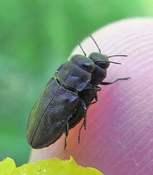 Anthaxia godeti couple.JPG © Siga