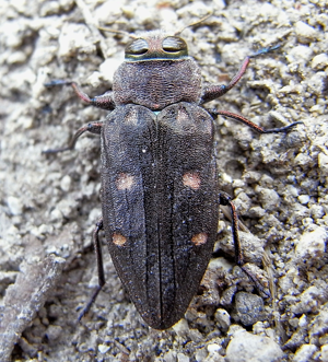 Chrysobothris affinis up.JPG © Siga