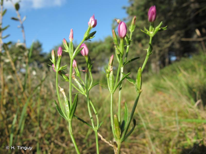 <i>Centaurium littorale</i> (Turner) Gilmour, 1937 © H. Tinguy