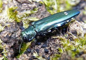 Agrilus biguttatus from France.jpg © Siga