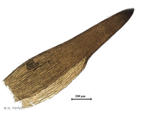 <i>Tortula protobryoides</i> R.H.Zander, 1993 © H. TINGUY