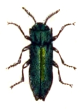 Agrilus.laticornis.-.calwer.24.10.jpg © Commons