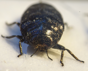 Trachys minutus head.JPG © Siga