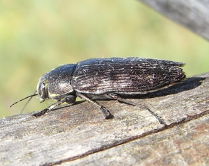 Buprestis haemorrhoidalis side2.JPG © Siga