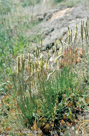 <i>Plantago bellardii </i>subsp.<i> bellardii</i> All., 1785 © R. Dupré MNHN/CBNBP