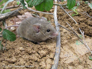 Souris d'Afrique du Nord © V. Prié - Association Caracol